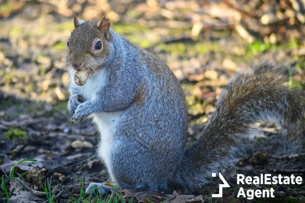 grey squirell in kelsey park