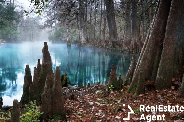 roots bland cypress trees clear water