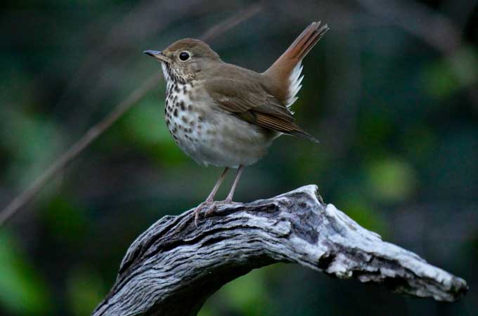 image for Hermit Thrush with its tail sticking up